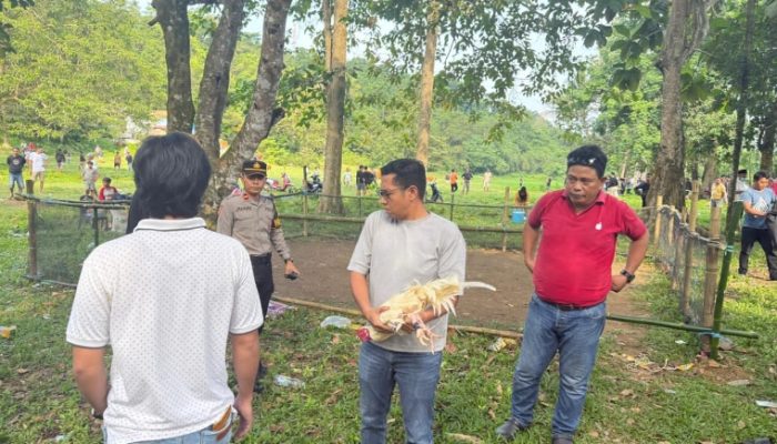 Polres Palopo Bongkar Arena Judi Sabung Ayam di Wara Barat, Pelaku Kabur
