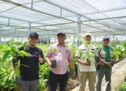 Tinjau Pembibitan di Suli, Bupati Luwu Fokus Tingkatkan Produksi Kakao dan Pala