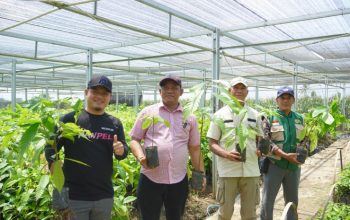 Tinjau Pembibitan di Suli, Bupati Luwu Fokus Tingkatkan Produksi Kakao dan Pala