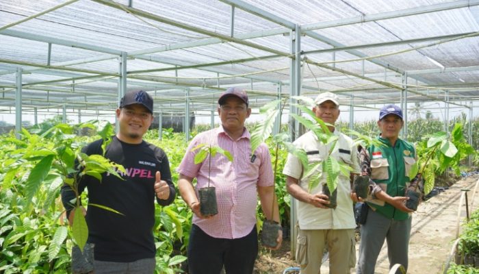 Tinjau Pembibitan di Suli, Bupati Luwu Fokus Tingkatkan Produksi Kakao dan Pala