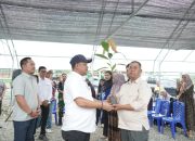 Bupati Luwu Bersama Anggota DPR RI Unru Baso Tinjau Lokasi Pembibitan Kakao