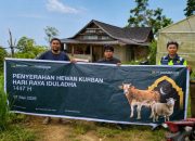 MDA Tebar 34 Ekor Sapi Kurban untuk Masyarakat di 21 Desa Latimojong