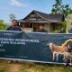 MDA Tebar 34 Ekor Sapi Kurban untuk Masyarakat di 21 Desa Latimojong