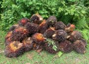 Ketua APKASINDO Sul-Sel Disorot Keras, Harga Sawit Anjlok — Petani Menjerit, Pejabat Dinilai Sibuk Seremonial