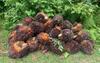 Ketua APKASINDO Sul-Sel Disorot Keras, Harga Sawit Anjlok — Petani Menjerit, Pejabat Dinilai Sibuk Seremonial