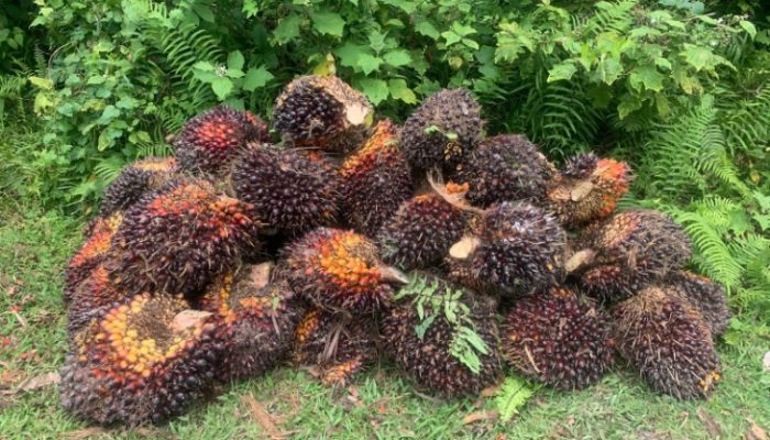 Ketua APKASINDO Sul-Sel Disorot Keras, Harga Sawit Anjlok — Petani Menjerit, Pejabat Dinilai Sibuk Seremonial