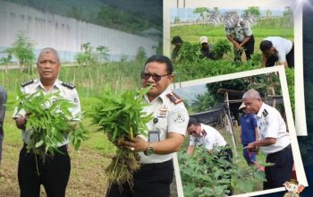 Lapas Palopo Panen Sayuran Hasil Budidaya WBP, Dukung Program Ketahanan Pangan
