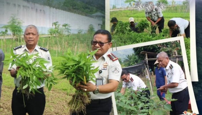 Lapas Palopo Panen Sayuran Hasil Budidaya WBP, Dukung Program Ketahanan Pangan