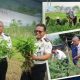Lapas Palopo Panen Sayuran Hasil Budidaya WBP, Dukung Program Ketahanan Pangan
