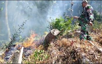 Kebakaran Hutan Lindung di Luwu, Petugas Gabungan TNI-Polri Bergerak Padamkan Api