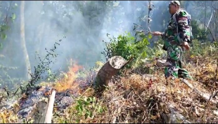 Kebakaran Hutan Lindung di Luwu, Petugas Gabungan TNI-Polri Bergerak Padamkan Api
