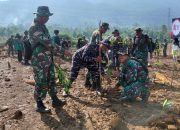 Sambut HUT TNI ke-81, Kodim 1403/Palopo Tanam 2.500 Bibit Mangrove di Luwu Timur