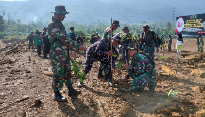 Sambut HUT TNI ke-81, Kodim 1403/Palopo Tanam 2.500 Bibit Mangrove di Luwu Timur