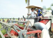 500 Hektare Sawah di Kamanre Panen, Bupati Luwu Klaim Produksi Naik 40 Persen