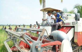 500 Hektare Sawah di Kamanre Panen, Bupati Luwu Klaim Produksi Naik 40 Persen