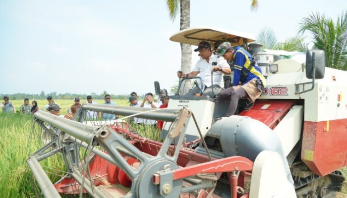 500 Hektare Sawah di Kamanre Panen, Bupati Luwu Klaim Produksi Naik 40 Persen